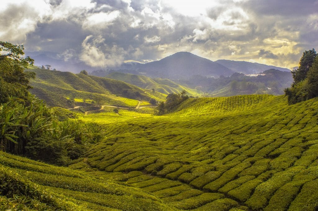 Cameron Highlands Day Tour