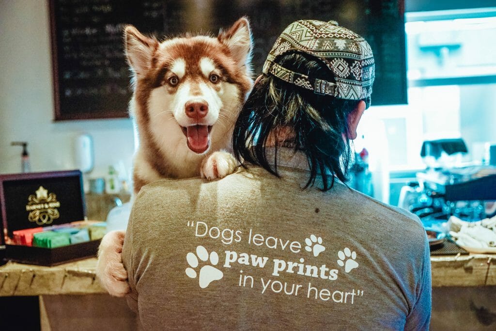 Dining in Gay KL : HUSKISS CAFE is Kuala Lumpur's first husky cafe