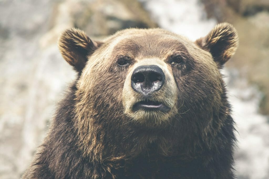 Brisbane Bear Scene