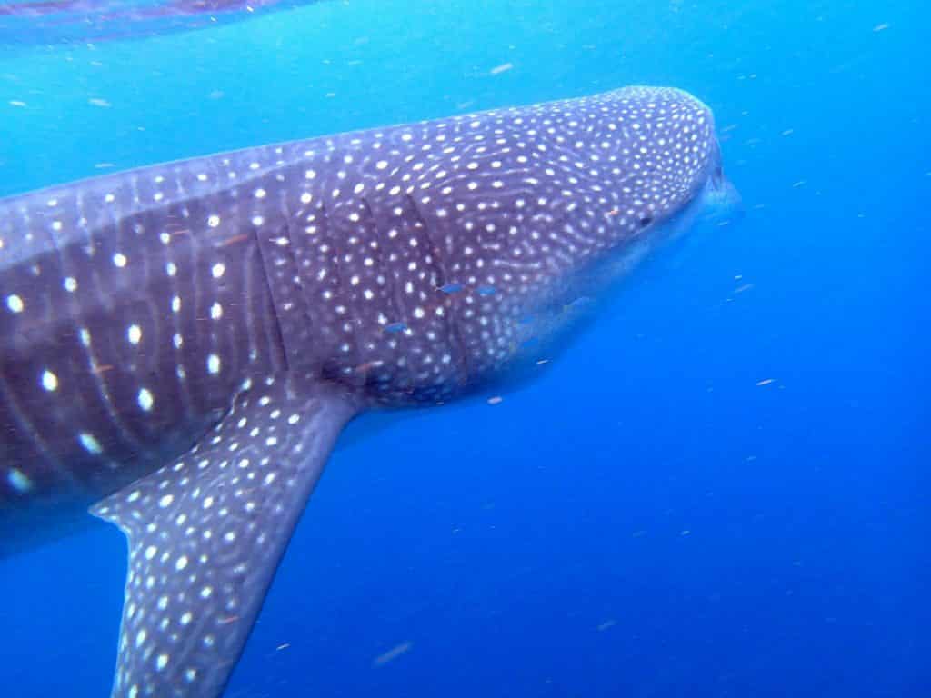 Whale Shark Swim Cancun | gay resort cancun | gay cancun all inclusive
