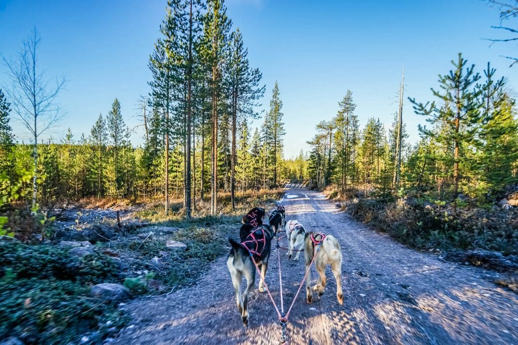 Rovaniemi BearHill Husky