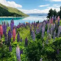 LGBT Rights in New Zealand: What Travellers Should Know Before Going 🇳🇿