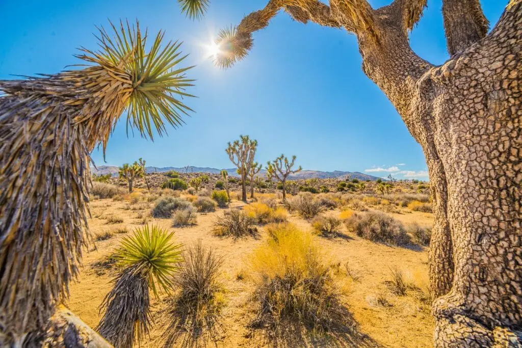 Gay PALM SPRING California  - The Essential Queer / LGBT Travel Guide