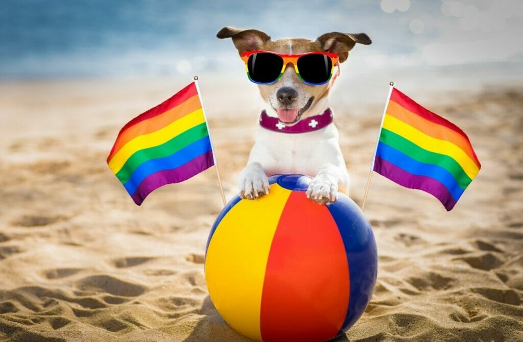 Rainbow Pet Sitting Services - LGBT Owned Businesses in Virginia Beach
