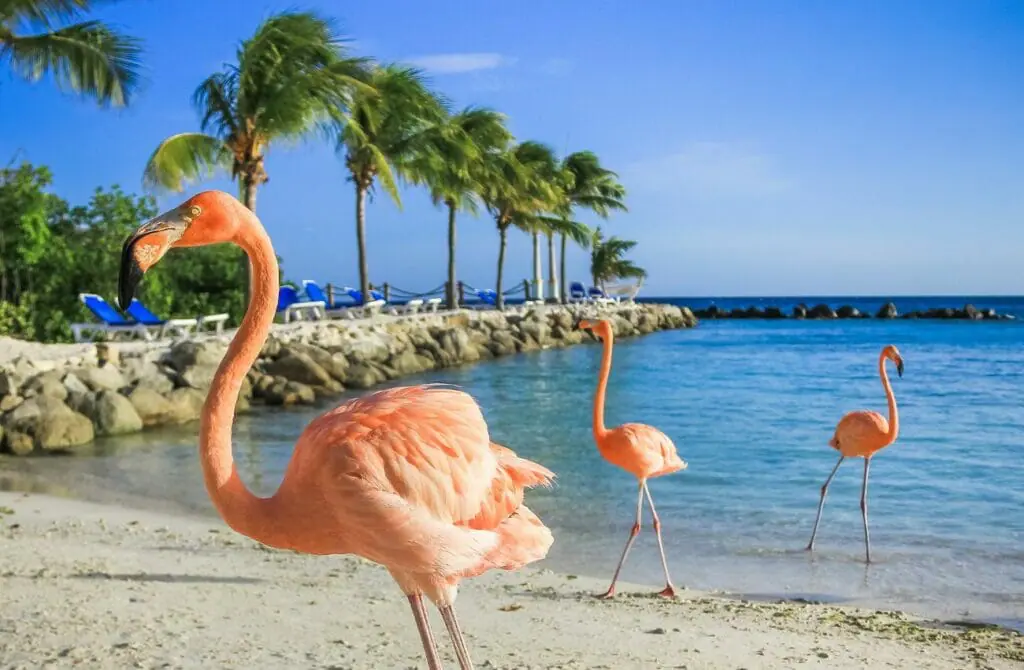 things to do in Gay Aruba - attractions in Gay Aruba - Gay Aruba travel guide