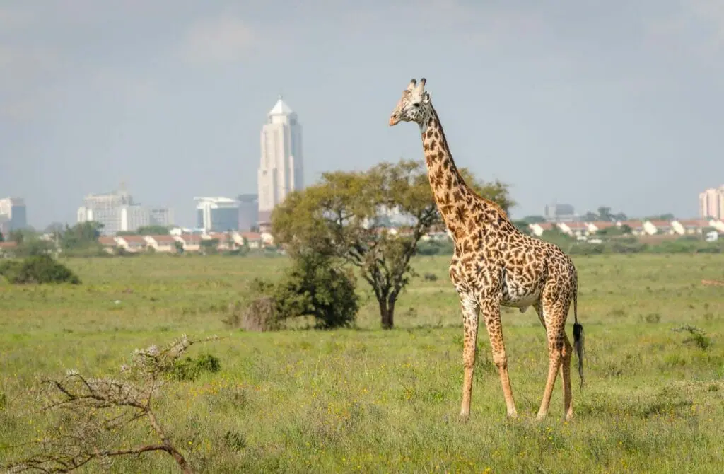 gay travel to kenya