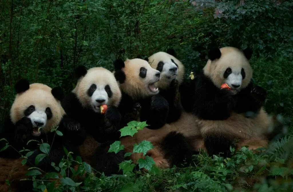 things to do in Gay Chengdu - attractions in Gay Chengdu - Gay Chengdu travel guide 