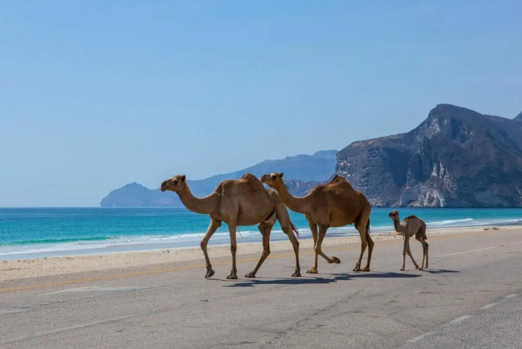 Gay Oman Essential Knowledge, Safety Tips and Destination Insight for LGBTQ+ Travelers!